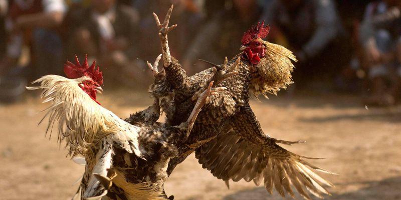 BJ88 phát sóng đa dạng các trận đá gà mỗi ngày ở nhiều thể loại